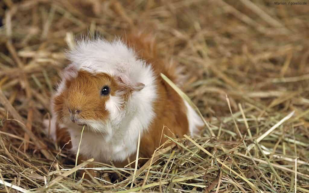 Meerschweinchen Aussenhaltung Alles Was Du Wissen Solltest