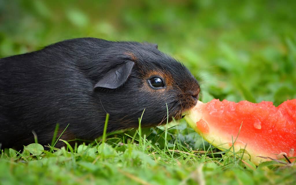 Meerschweinchen Futterliste für Frischfutter und Grünfutter