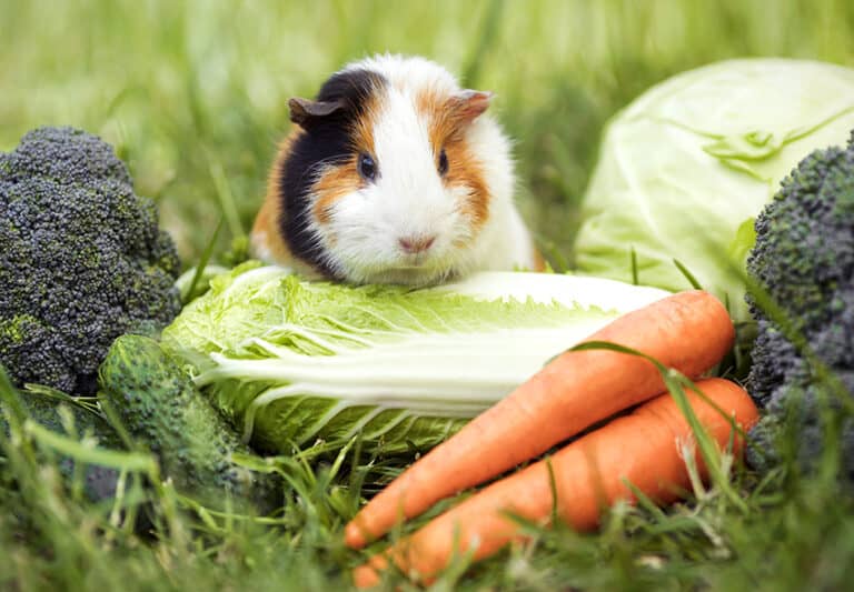 Gemüse für Meerschweinchen: Das richtige Saftfutter